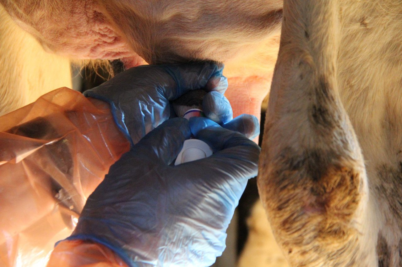 Rapidez y eficacia: vital en el diagnóstico y tratamiento de las mastitis