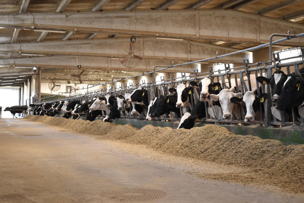Condiciones de las vacas paridas a principios del verano