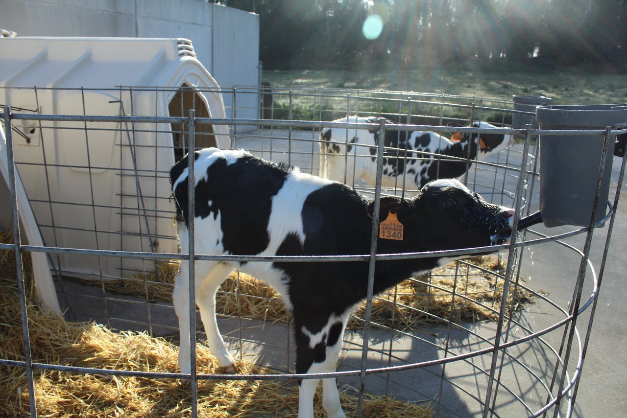 Manejo y relevancia del calostro en las granjas de bovino: ¿qué ha cambiado en los últimos años?