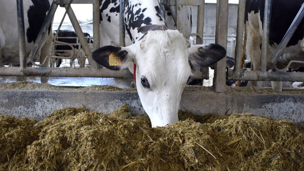 Las micotoxinas, unas viejas conocidas en los forrajes