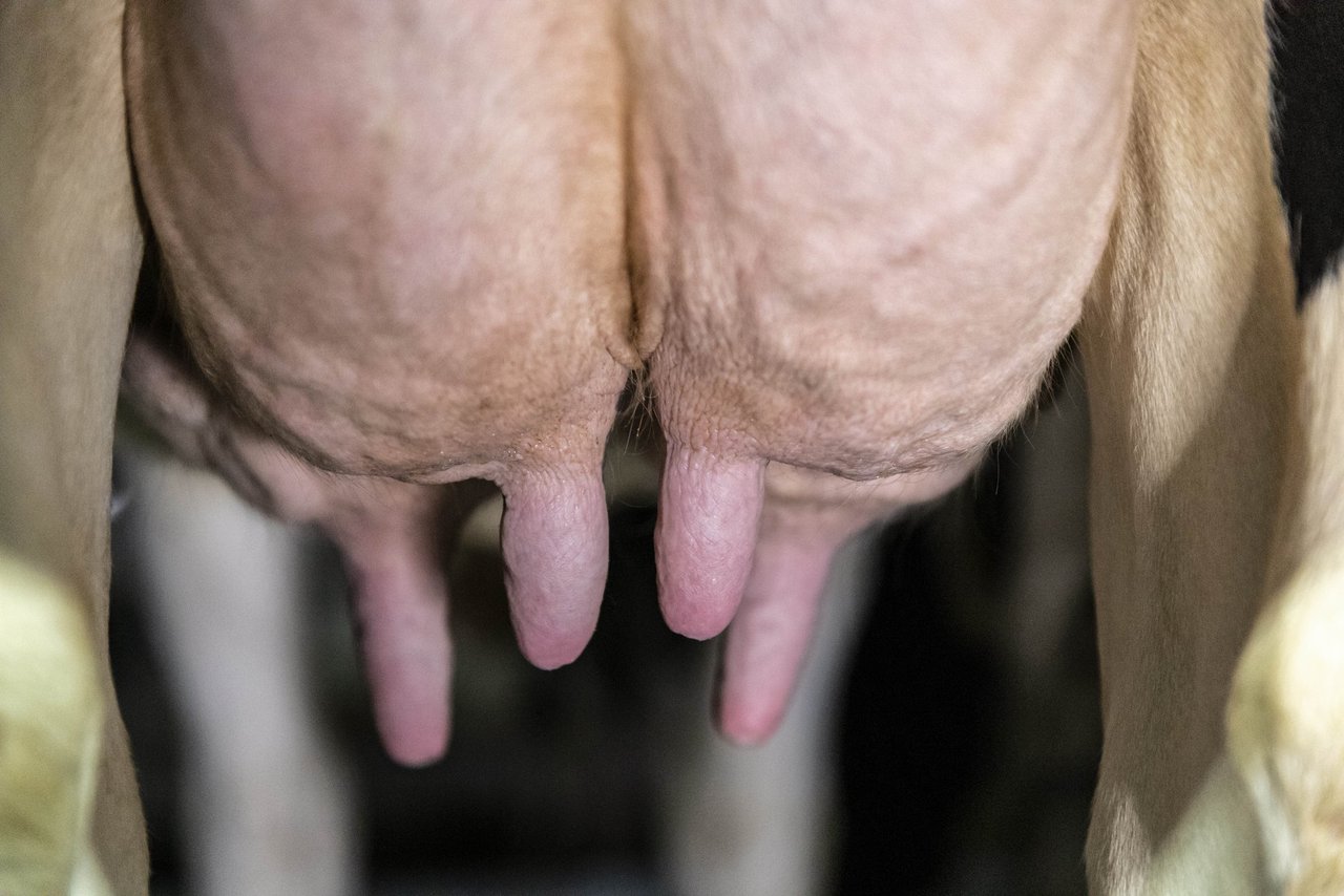 Lo que bien empieza, bien acaba: preparación al secado de las vacas de alta producción