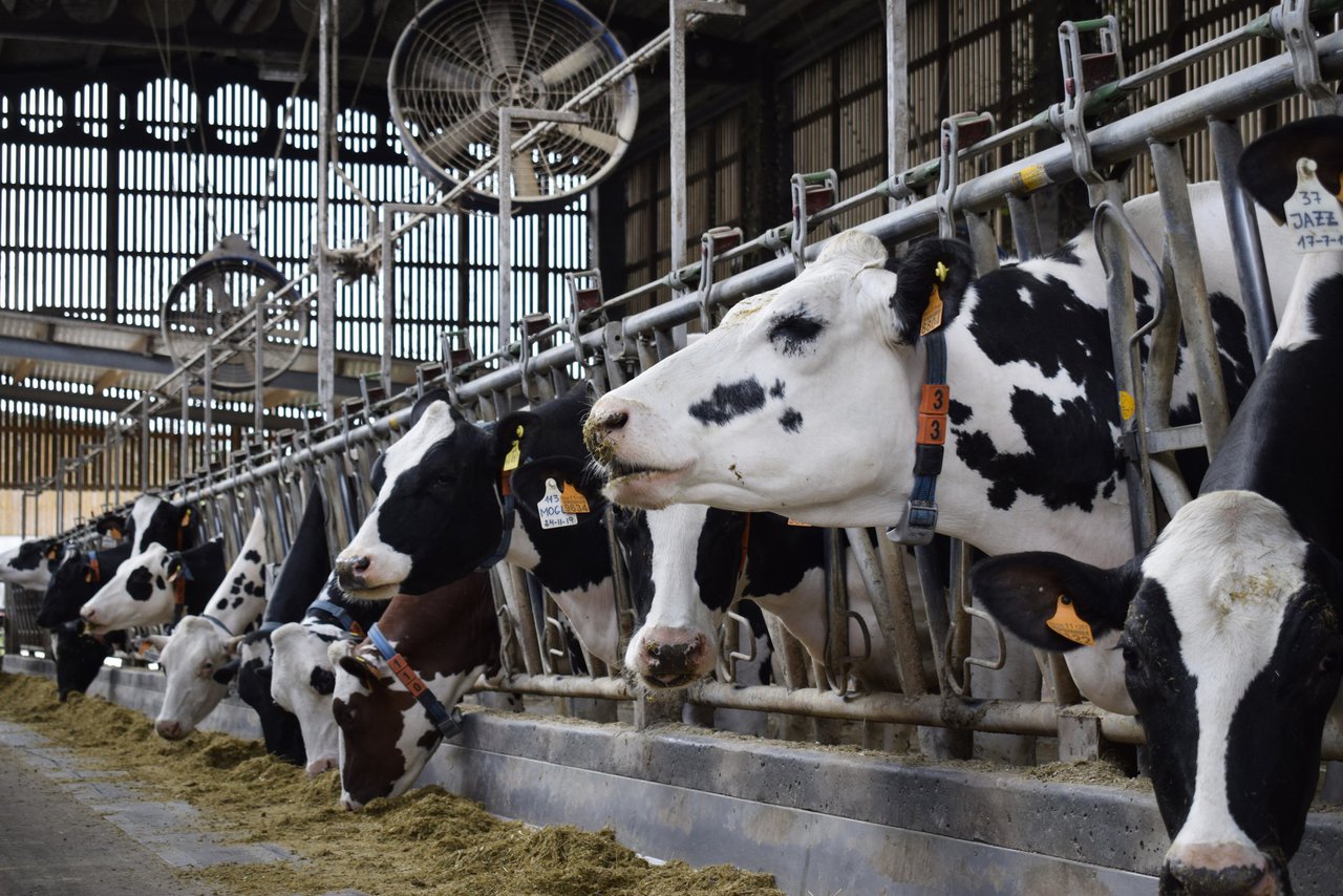 Levaduras vivas en la ración de las vacas para soportar el estrés térmico