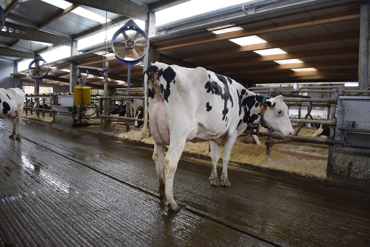 Los efectos del estrés por calor y del enfriamiento en la eficiencia alimenticia de las vacas en climas cálidos