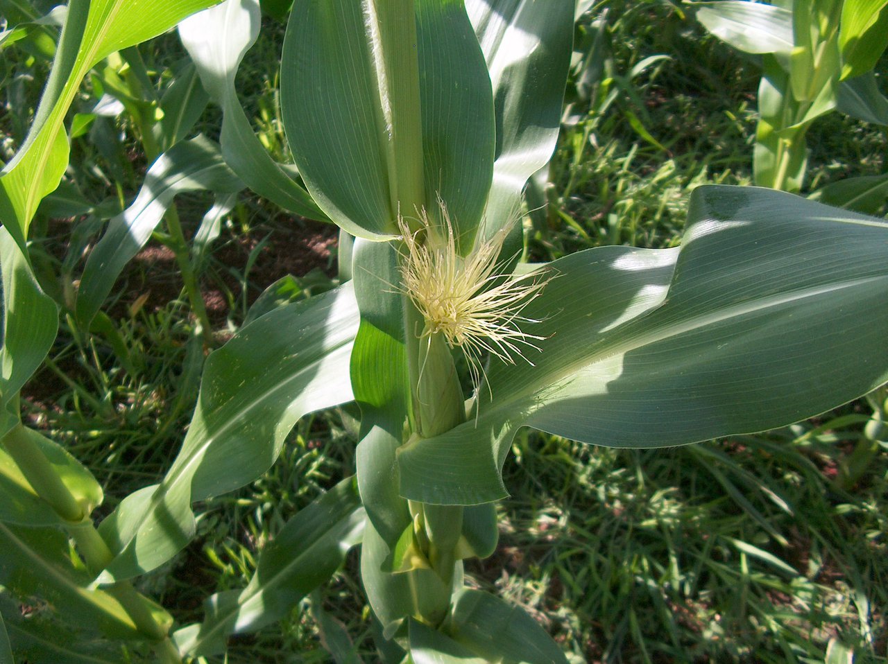 Adaptación del modelo CSM-CERES-Maize (DSSAT) para simular la producción de maíz forrajero: variación interanual en Asturias