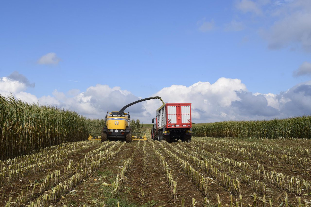 La importancia de la digestibilidad del silo de maíz a la hora de elegir nuestras variedades