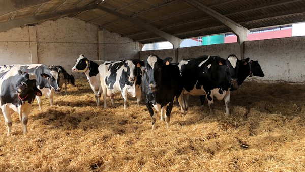 Dar para recibir: manejo de la vaca seca de alta producción