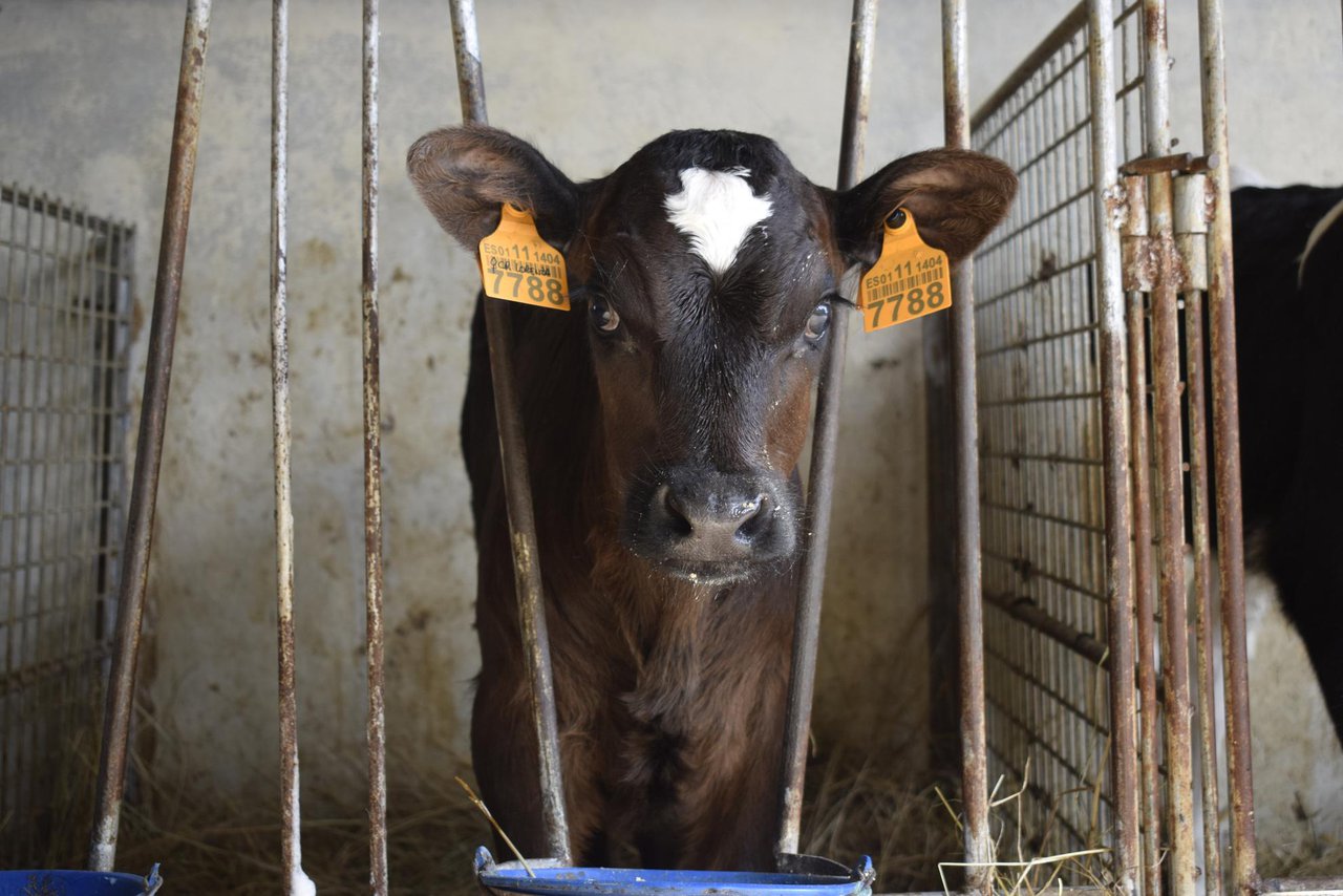 Prácticas de manejo en el cruce de leche x carne