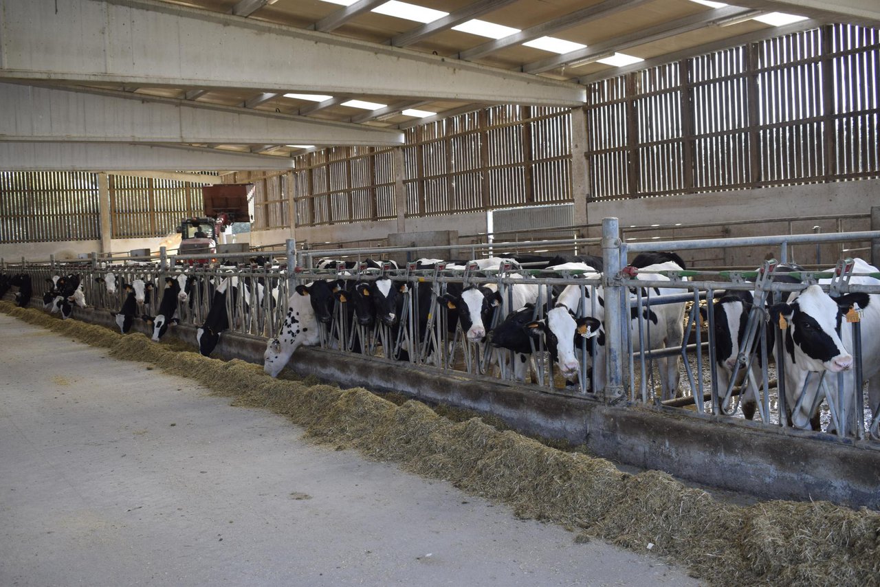 Diferentes estrategias de alimentación y manejo en la etapa de leche en la recría