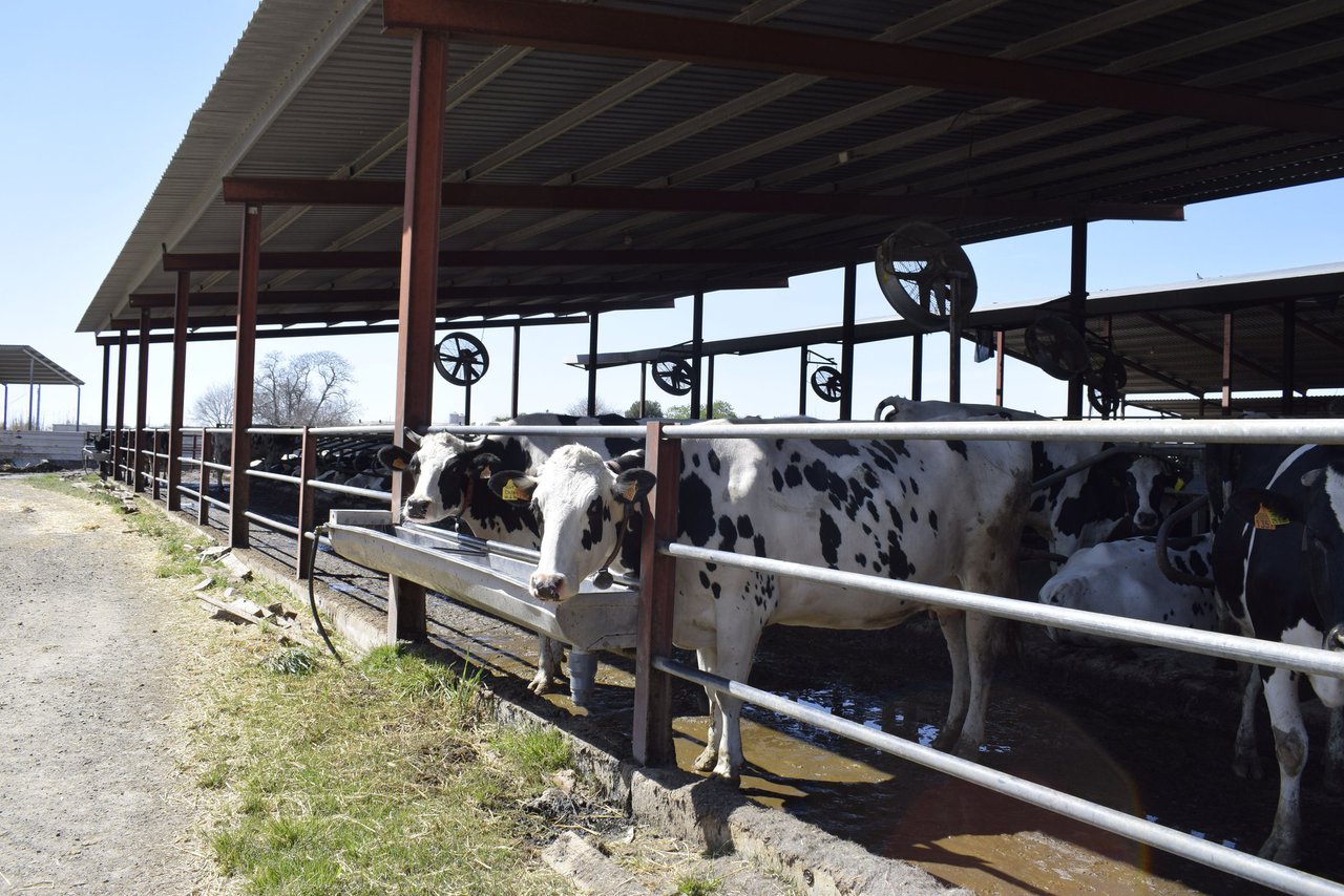 La FIL-IDF actúa para ayudar a los productores de leche del mundo a mitigar el estrés por calor