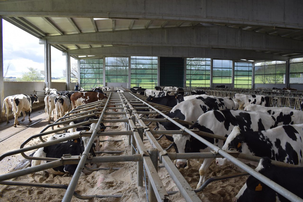 Datos de producción de leche. ¿A qué llamamos vacas de alta producción?
