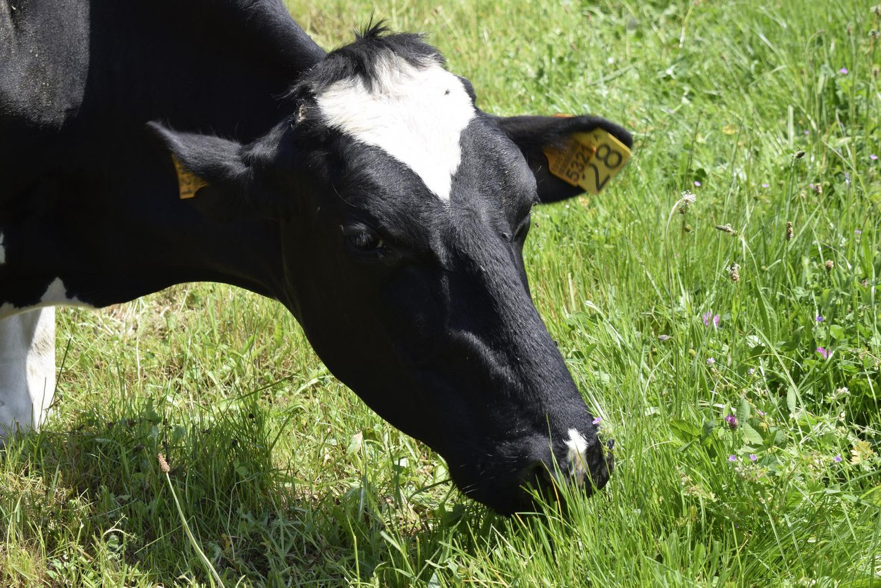 Huella hídrica de las explotaciones lecheras según la tipología de alimentación