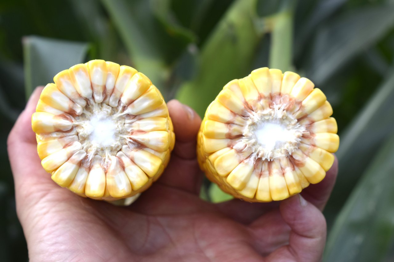 Objetivo: un cultivo de maíz rentable, controlado y sostenible