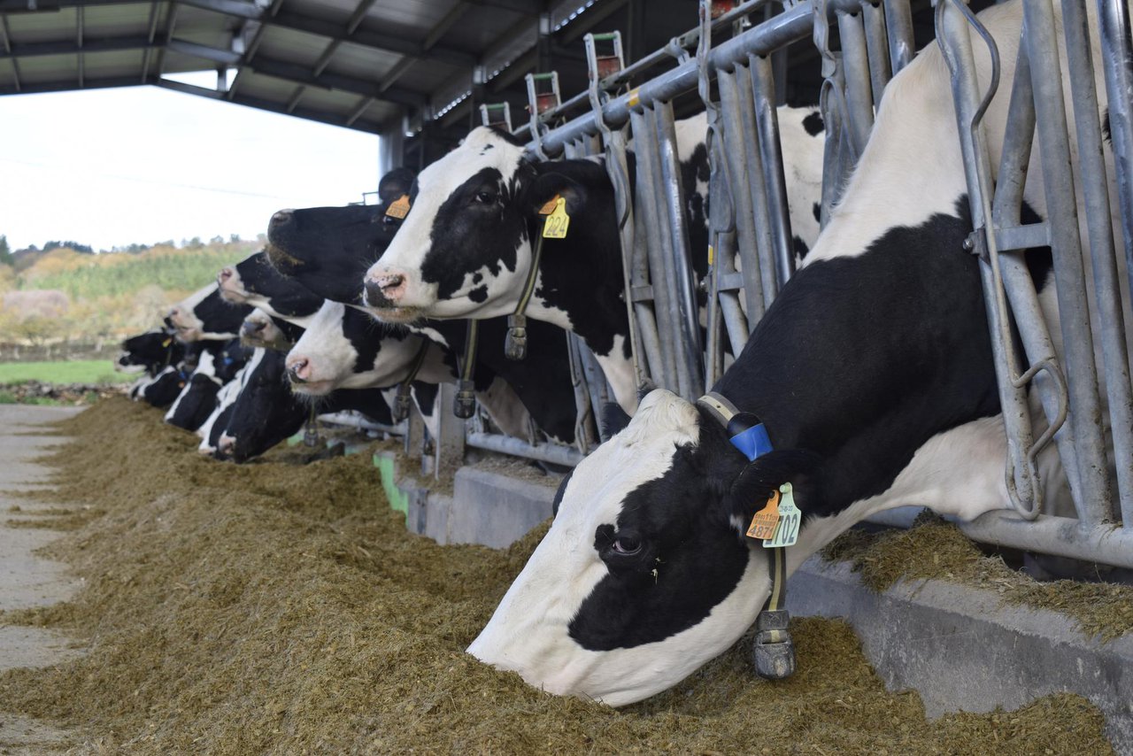Monitoreo del estrés por calor en vacas lecheras (II): automatización y sensores