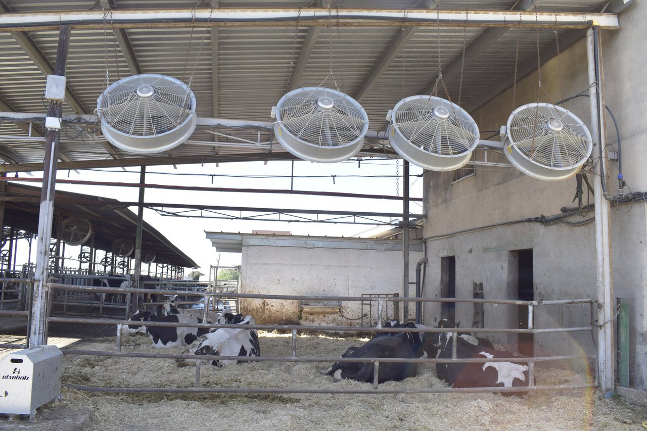 ¿Cómo afecta el enfriamiento intensivo en verano a la fertilidad de vacas jóvenes y adultas?