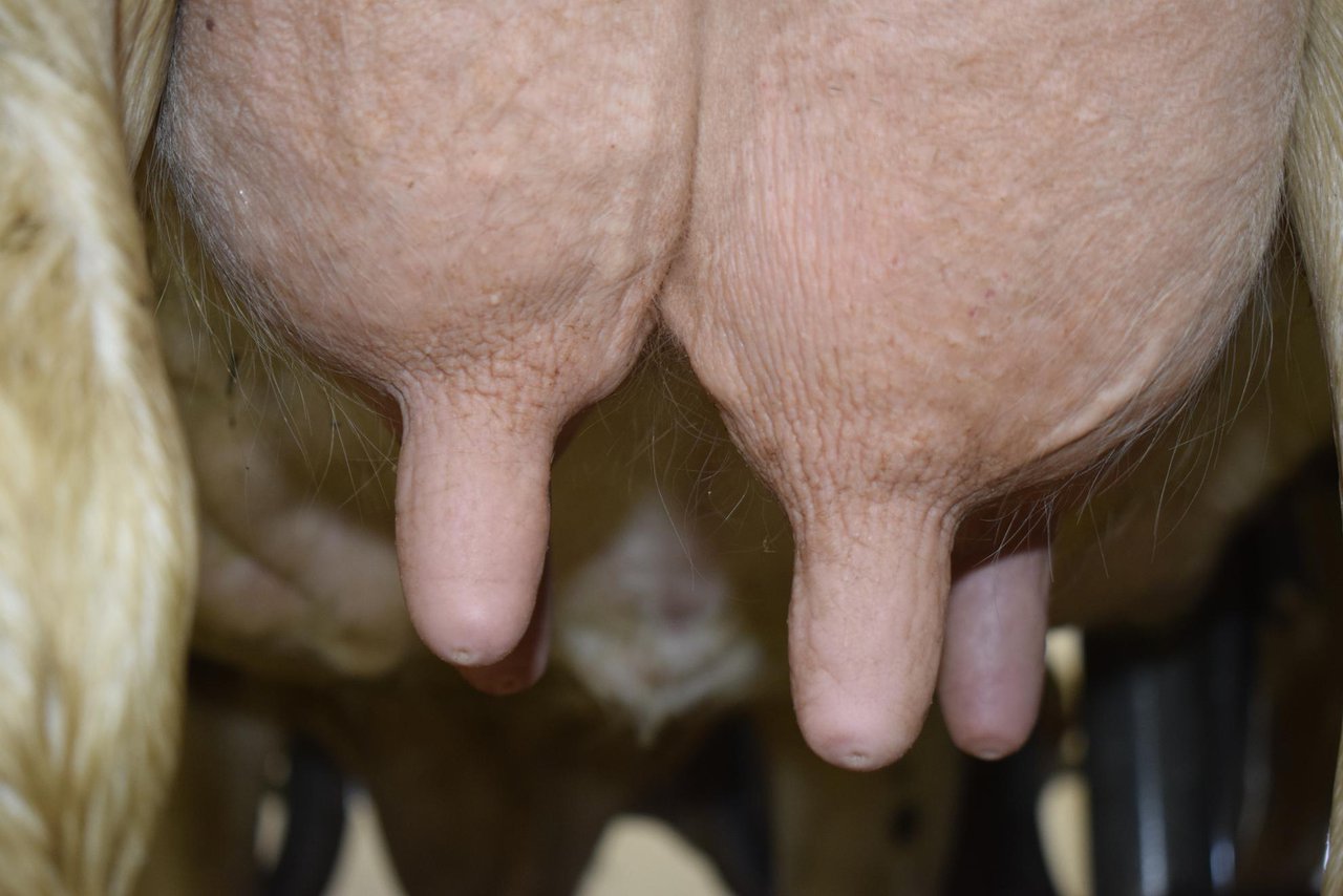 Impacto de la calidad de los ensilados en la salud de la ubre y la calidad de la leche
