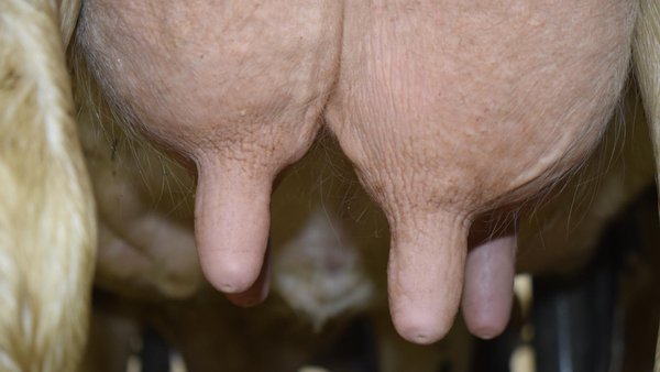 Impacto de la calidad de los ensilados en la salud de la ubre y la calidad de la leche