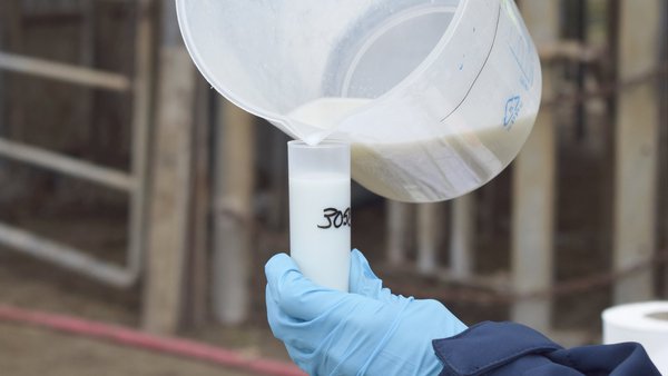 Evaluación de la qPCR para la detección de Prototheca spp. en leche de tanque (I)