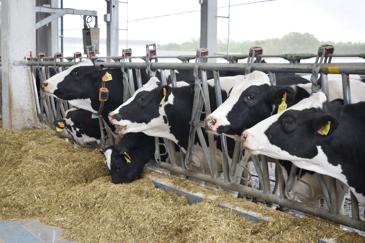 Evaluación de índices productivos, reproductivos y porcentajes de eliminación de 1.070 ganaderías gallegas. Marzo 2024