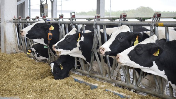 Evaluación de índices productivos, reproductivos y porcentajes de eliminación de 1.070 ganaderías gallegas. Marzo 2024