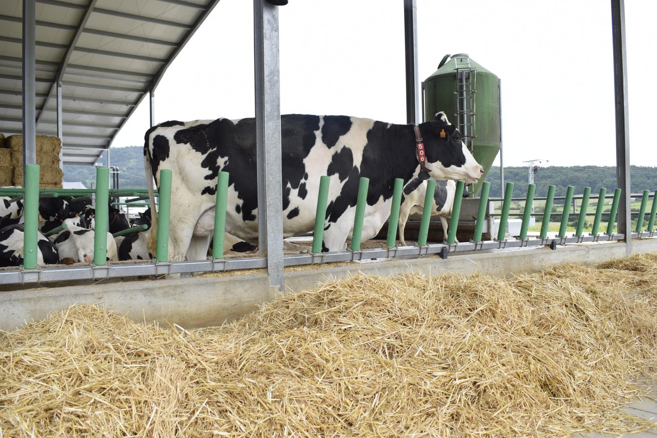 Nutrición para el estrés calórico de la vaca
