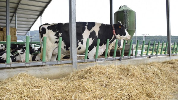 Nutrición para el estrés calórico de la vaca