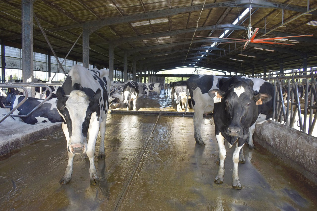 Enfriar a las vacas en el verano mejora la sostenibilidad de la producción de leche