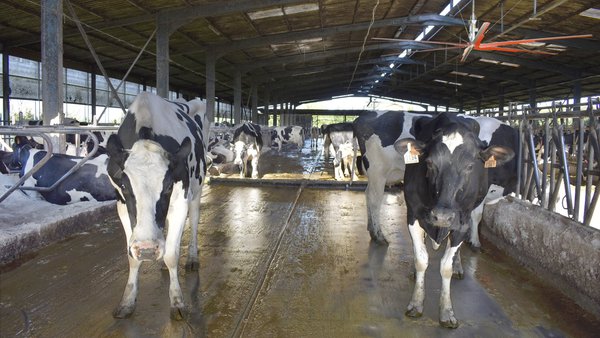 Enfriar a las vacas en el verano mejora la sostenibilidad de la producción de leche