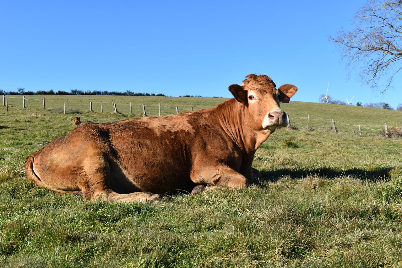 Rentabilidad económica en la producción de carne de vacuno a pasto en Galicia