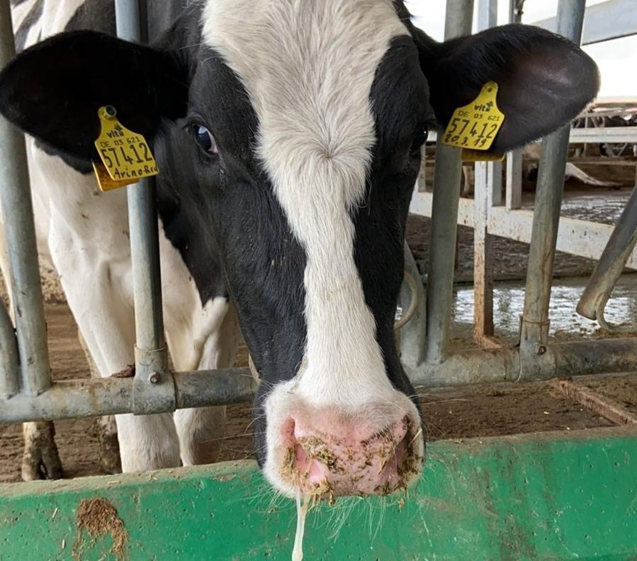 Neumonías en vacas adultas: ¿cuáles son las principales causas?