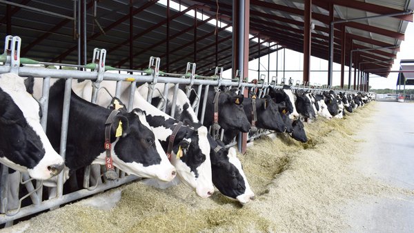 El impacto del estrés por calor en el ganado de leche en Galicia: adaptándonos al cambio climático