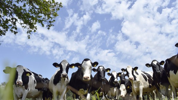 Intensificación sostenible de granjas lecheras en clima atlántico templado. Efectos sobre aspectos productivos, nutricionales y medioambientales (I)