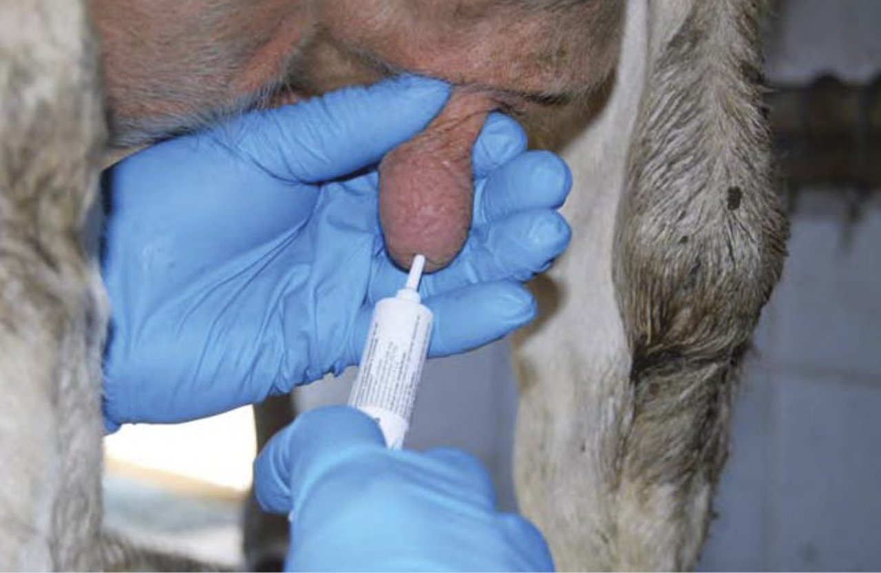 El secado de las vacas, un concepto que está cambiando