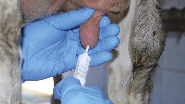 El secado de las vacas, un concepto que está cambiando