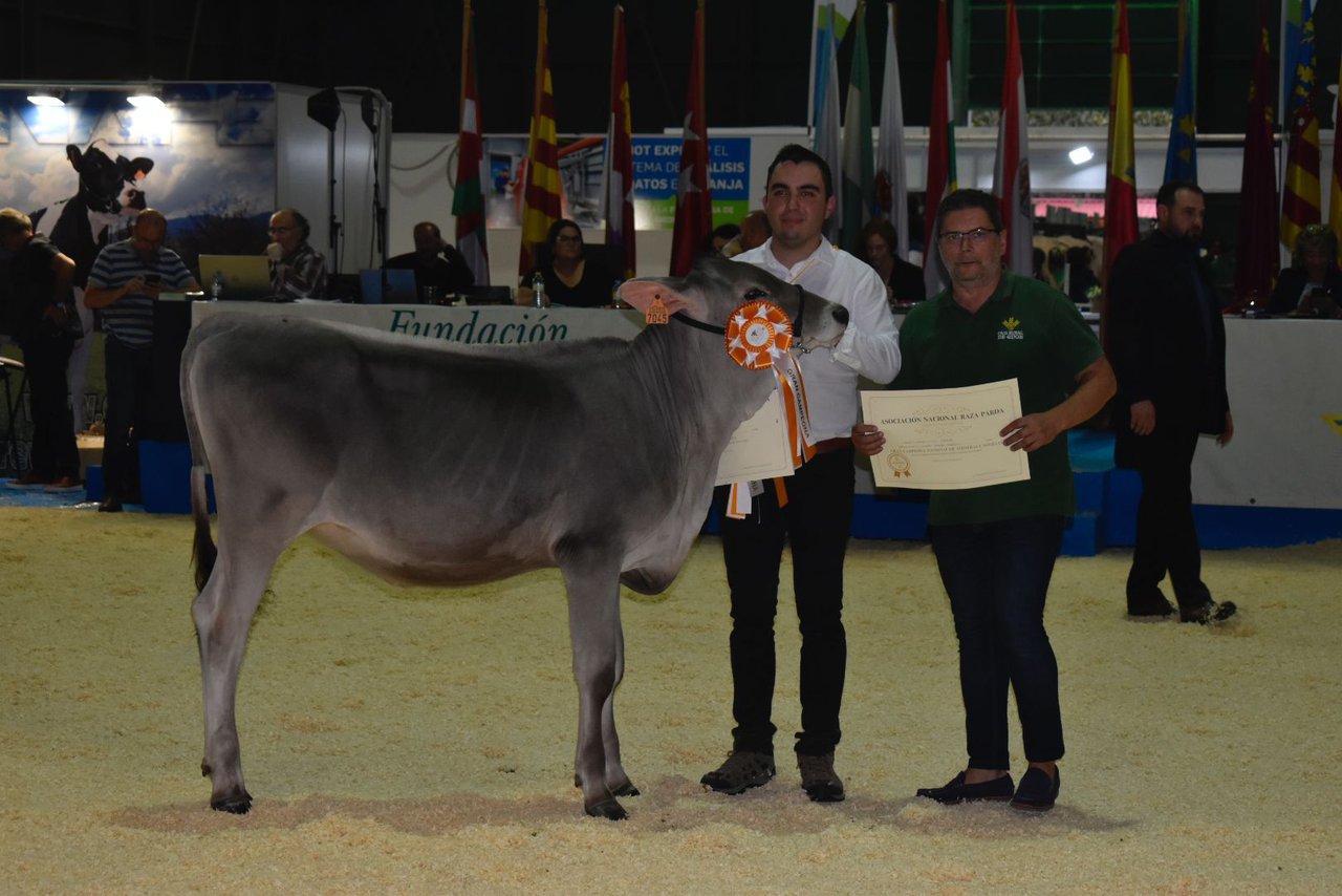 Famosa, elegida gran campeona de terneras y novillas en el nacional de pardas