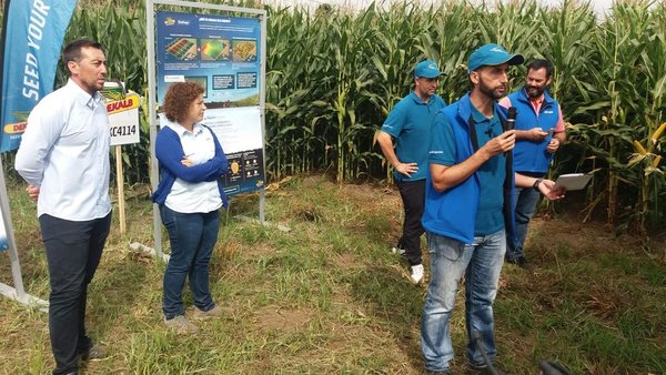 Xornada de visita a campo de ensaio de Dekalb