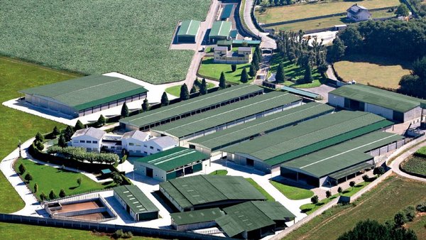 Xenética Fontao realizará los análisis genómicos de ovino de leche y vacuno de carne