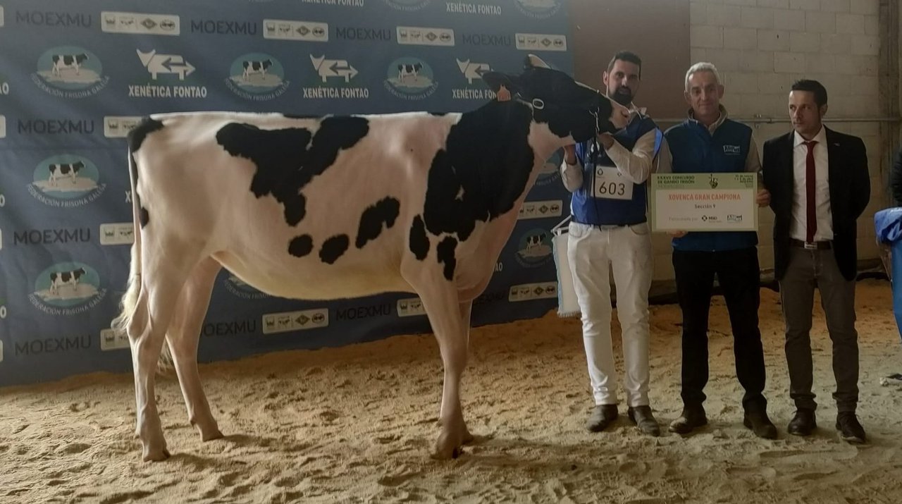 El premio de novilla gran campeona de Moexmu 2023 se lo llevó Rey 1085 Moovin Soly ET