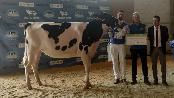 El premio de novilla gran campeona de Moexmu 2023 se lo llevó Rey 1085 Moovin Soly ET