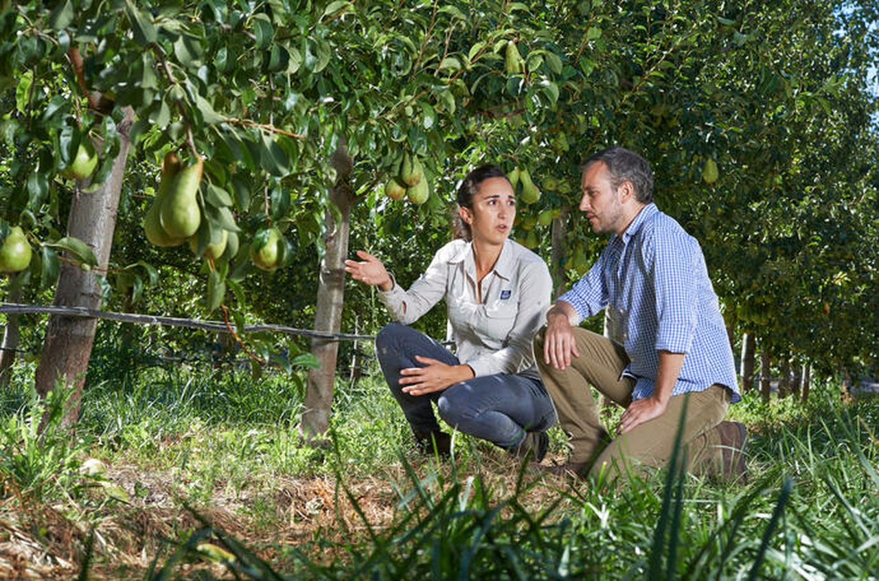 YaraRega™, fertirrigación en cultivos a ceo aberto