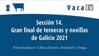 Sección 14. Gran final de terneras y novillas de Galicia 2021