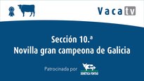 Sección 10. Novilla gran campeona de Galicia