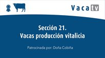 Sección 21. Vaca producción vitalicia