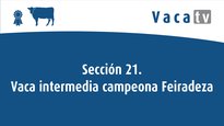 Sección 21. Vaca intermedia campeona Feiradeza 2022