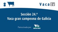 Sección 24. Vaca gran campeona de Galicia