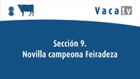 Sección 9. Novilla campeona Feiradeza 2022